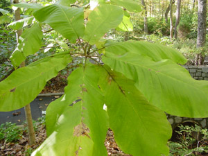 Big-leaf magnolia leaves on branch